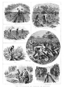 'The Cultivation of Tobacco in England 1890. Creator: T Griffiths