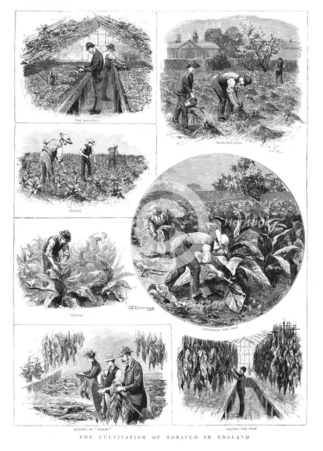''The Cultivation of Tobacco in England', 1890. Creator: T Griffiths.