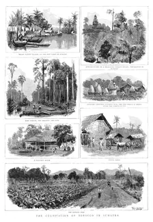 'The Cultivation of Tobacco in Sumatra 1890. Creator: T Griffiths