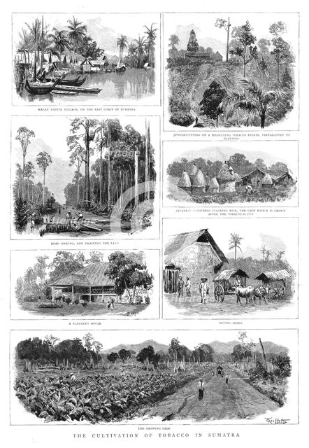 ''The Cultivation of Tobacco in Sumatra', 1890. Creator: T Griffiths.