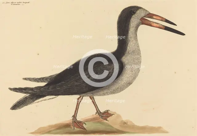 The Cutwater (Rhynchops nigra), published 1731-1743. Creator: Mark Catesby.