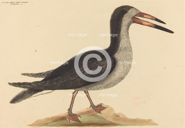 The Cutwater (Rhynchops nigra), published 1731-1743. Creator: Mark Catesby.