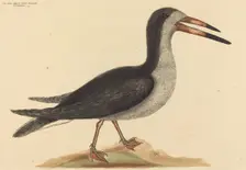 The Cutwater (Rhynchops nigra), published 1731-1743. Creator: Mark Catesby