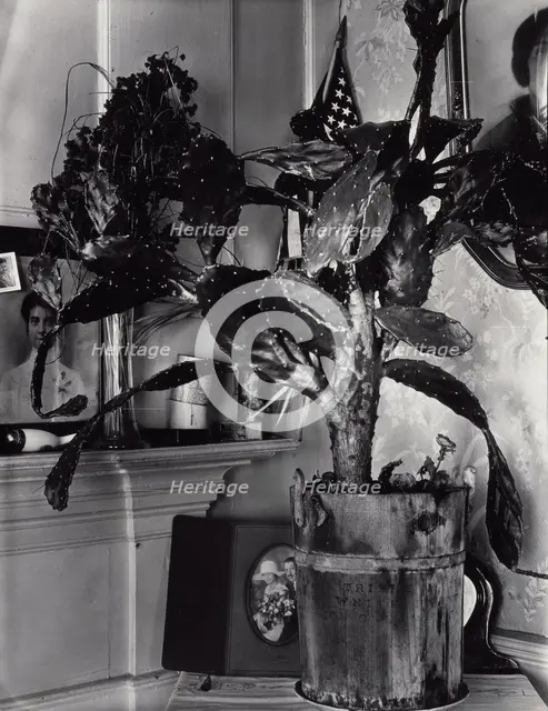 The Cactus Plant/Interior Detail of a Portuguese House, Truro, Massachusetts, 1930-1931. Creator: Walker Evans.
