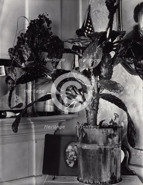 The Cactus Plant/Interior Detail of a Portuguese House, Truro, Massachusetts, 1930-1931. Creator: Walker Evans.