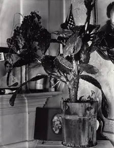 The Cactus Plant/Interior Detail of a Portuguese House, Truro, Massachusetts, 1930-1931. Creator: Walker Evans