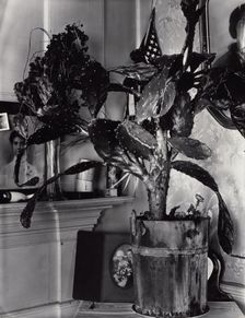 The Cactus Plant/Interior Detail of a Portuguese House, Truro, Massachusetts, 1930-1931. Creator: Walker Evans