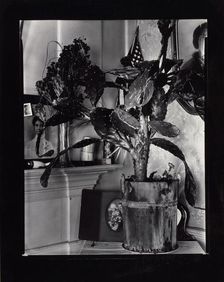 The Cactus Plant/Interior Detail of a Portuguese House, Truro, Massachusetts, 1930-1931. Creator: Walker Evans