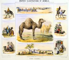 The Camel c1850. Artist: Benjamin Waterhouse Hawkins