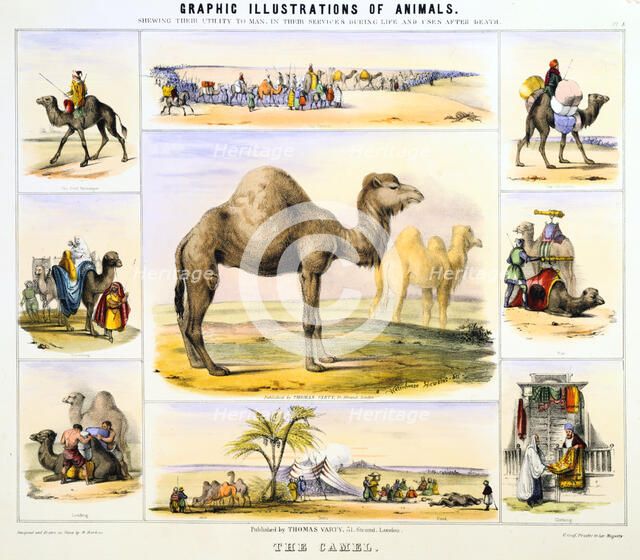 'The Camel', c1850. Artist: Benjamin Waterhouse Hawkins