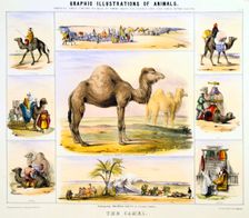 The Camel c1850. Creator: Benjamin Waterhouse Hawkins
