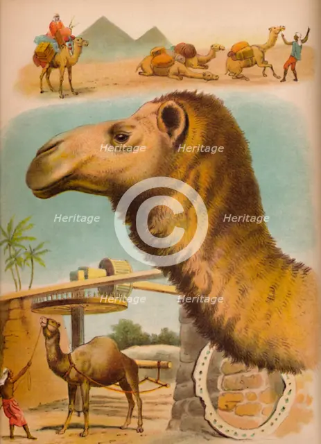 'The Camel', c1900. Artist: Helena J. Maguire.