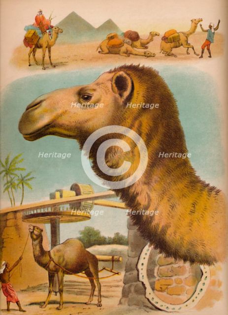 'The Camel', c1900. Artist: Helena J. Maguire.