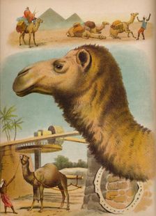 The Camel c1900. Artist: Helena J. Maguire
