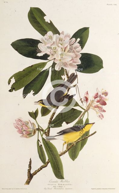 The Canada warbler. From "The Birds of America", 1827-1838. Creator: Audubon, John James (1785-1851).