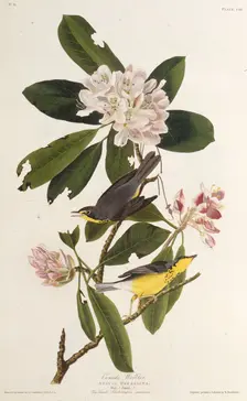 The Canada warbler. From "The Birds of America", 1827-1838. Creator: Audubon, John James (1785-1851)