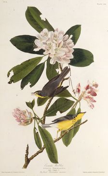 The Canada warbler. From "The Birds of America", 1827-1838. Creator: Audubon, John James (1785-1851)