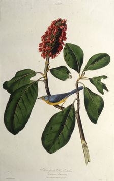The Canada warbler. From "The Birds of America", 1827-1838. Creator: Audubon, John James (1785-1851)