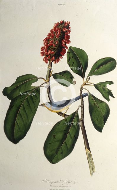 The Canada warbler. From "The Birds of America", 1827-1838. Creator: Audubon, John James (1785-1851).