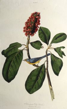 The Canada warbler. From "The Birds of America", 1827-1838. Creator: Audubon, John James (1785-1851)