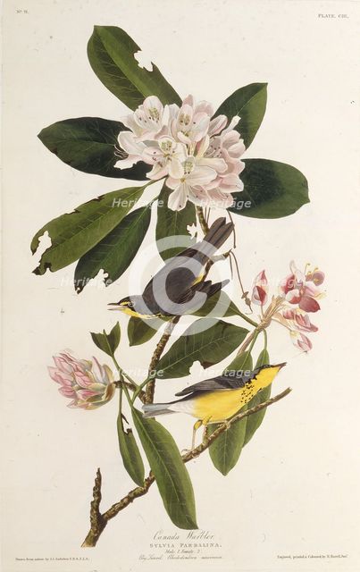 The Canada warbler. From "The Birds of America", 1827-1838. Creator: Audubon, John James (1785-1851).
