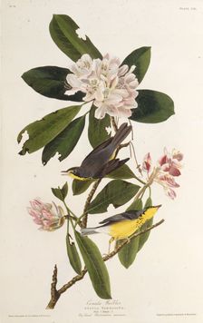 The Canada warbler. From "The Birds of America", 1827-1838. Creator: Audubon, John James (1785-1851)