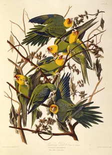 The Carolina parakeet, From "The Birds of America", 1827-1838. Creator: Audubon, John James (1785-1851)