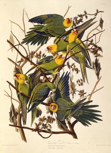 The Carolina parakeet, From "The Birds of America", 1827-1838. Creator: Audubon, John James (1785-1851)