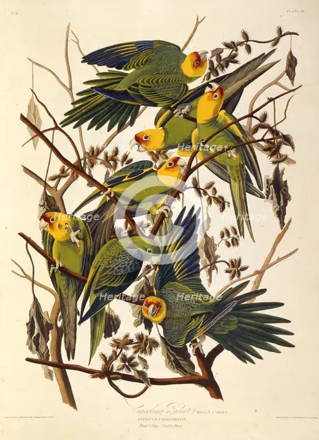 The Carolina parakeet, From "The Birds of America", 1827-1838. Creator: Audubon, John James (1785-1851).