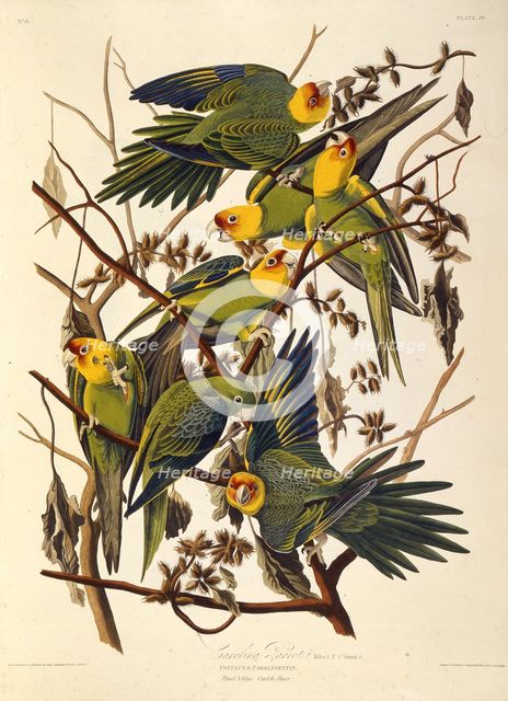 The Carolina parakeet, From "The Birds of America", 1827-1838. Creator: Audubon, John James (1785-1851).