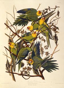 The Carolina parakeet, From "The Birds of America", 1827-1838. Creator: Audubon, John James (1785-1851)