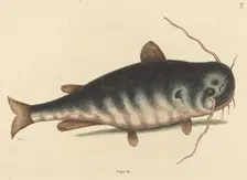 The Cat Fish (Silurus catus), published 1754. Creator: Mark Catesby