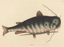 The Cat Fish (Silurus catus), published 1754. Creator: Mark Catesby