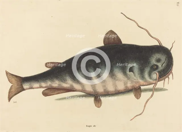 The Cat Fish (Silurus catus), published 1754. Creator: Mark Catesby.