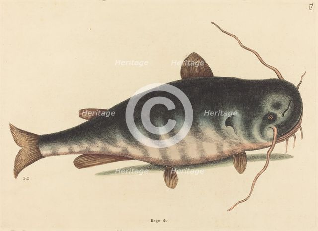 The Cat Fish (Silurus catus), published 1754. Creator: Mark Catesby.