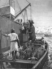 'The Cattle Trade -- Landing Bullocks at Tangier, Morocco 1891 Creator: George Denholm Armour