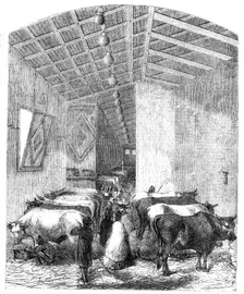 The cattle department of the Italian Exposition, Florence, 1861. Creator: Unknown