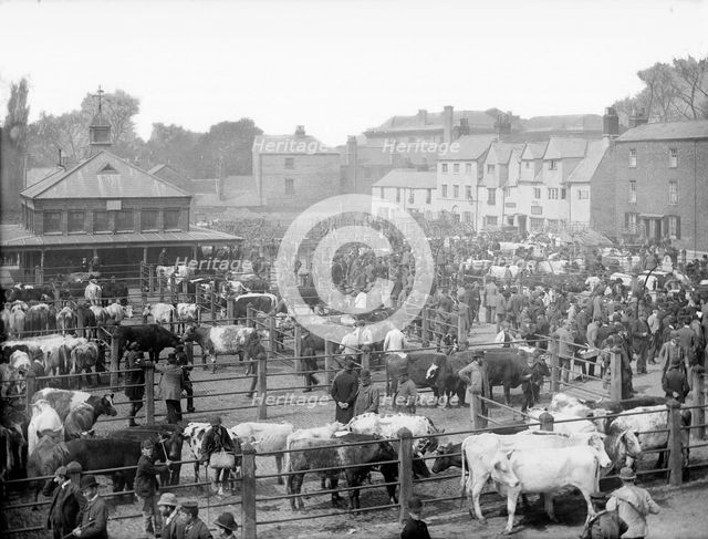 The cattle market at Gloucester Green, Oxford, Oxfordshire, c1860-c1922. Artist: Henry Taunt