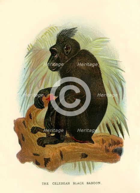 'The Celebean Black Baboon', 1896. Artist: Henry Ogg Forbes.