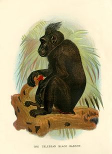 The Celebean Black Baboon 1896. Artist: Henry Ogg Forbes