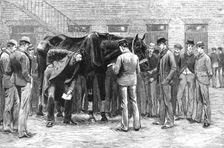 The Centenary of the Royal Veterinary College, Camden Town; Free Practice -- Sounding... 1819. Creator: Unknown