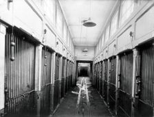 The central corridor of the vivarium (animal house) with cages for the animals, in the..., 1904. Creator: Unknown