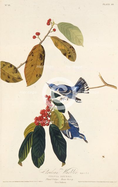 The cerulean warbler. From "The Birds of America", 1827-1838. Creator: Audubon, John James (1785-1851).