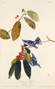 The cerulean warbler. From "The Birds of America", 1827-1838. Creator: Audubon, John James (1785-1851)