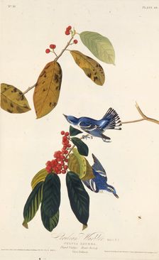 The cerulean warbler. From "The Birds of America", 1827-1838. Creator: Audubon, John James (1785-1851)