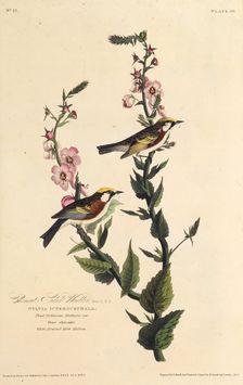 The chestnut-sided warbler. From "The Birds of America", 1827-1838. Creator: Audubon, John James (1785-1851)