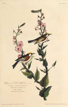 The chestnut-sided warbler. From "The Birds of America", 1827-1838. Creator: Audubon, John James (1785-1851)