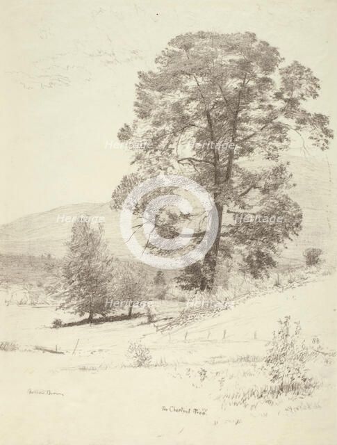 The Chestnut Tree, c1920s. Creator: Bolton Coit Brown.