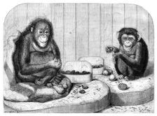 The chimpanzee and the ourang-outang at the Zoological Society's Gardens, Regent's Park, 1864. Creator: Pearson