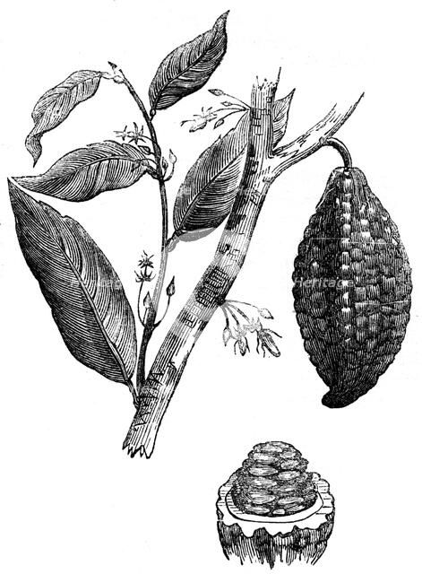 The chocolate nut tree, 1886. Artist: Unknown